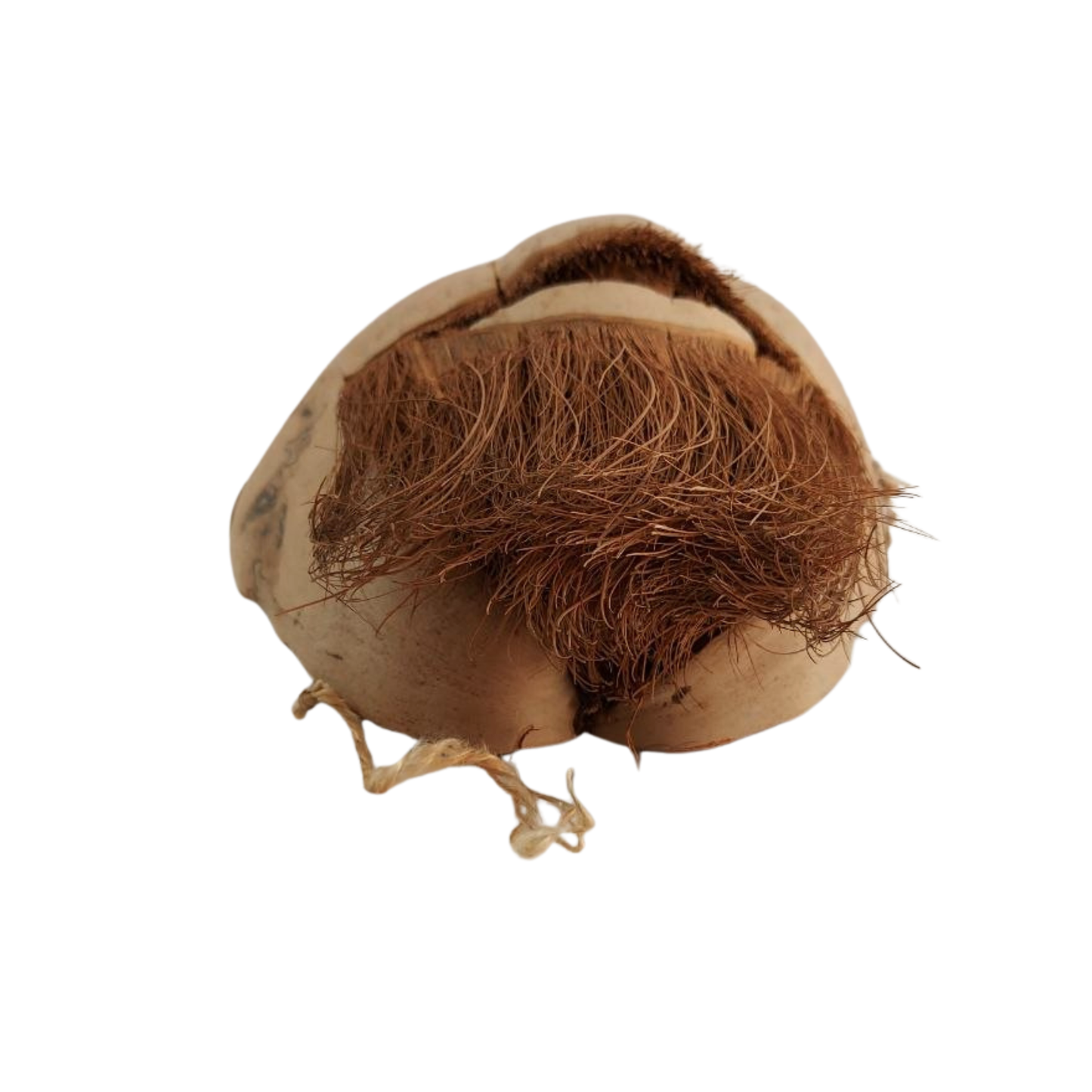 Coconut husk mask with a rough texture on a white background